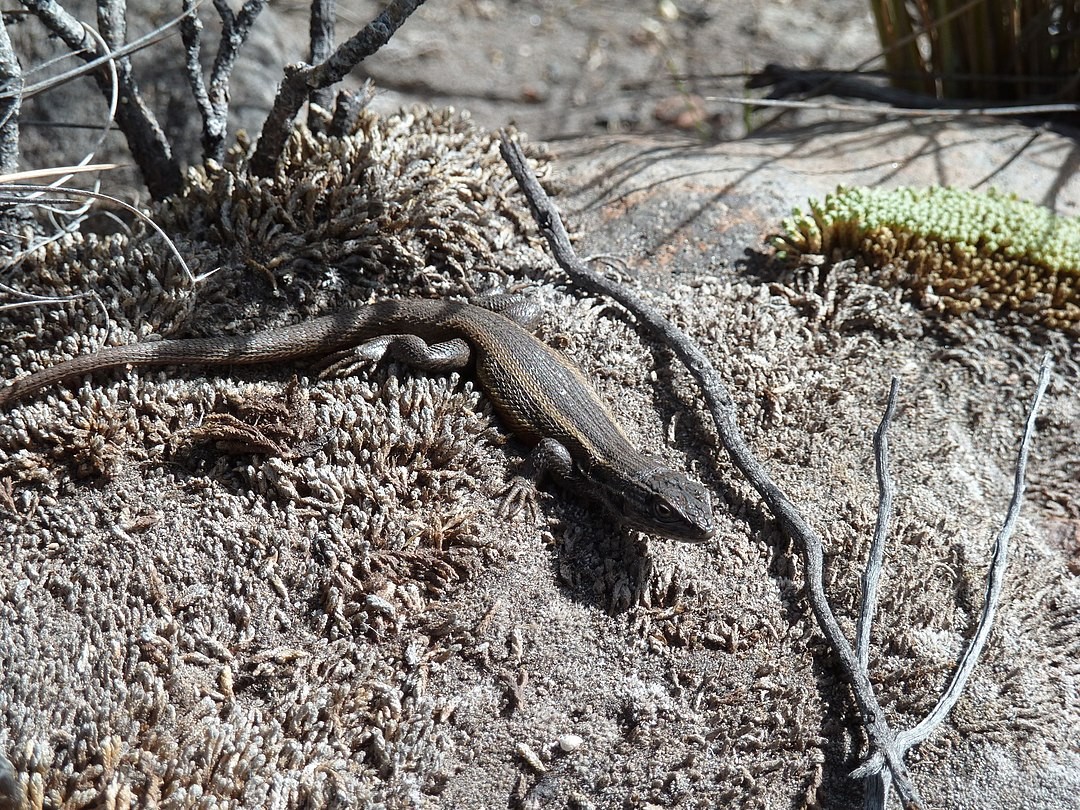 Lagartija rayada nortina (Liolaemus alticolor)