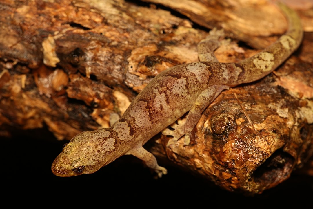 New caledonian brown geckos (Bavayia)
