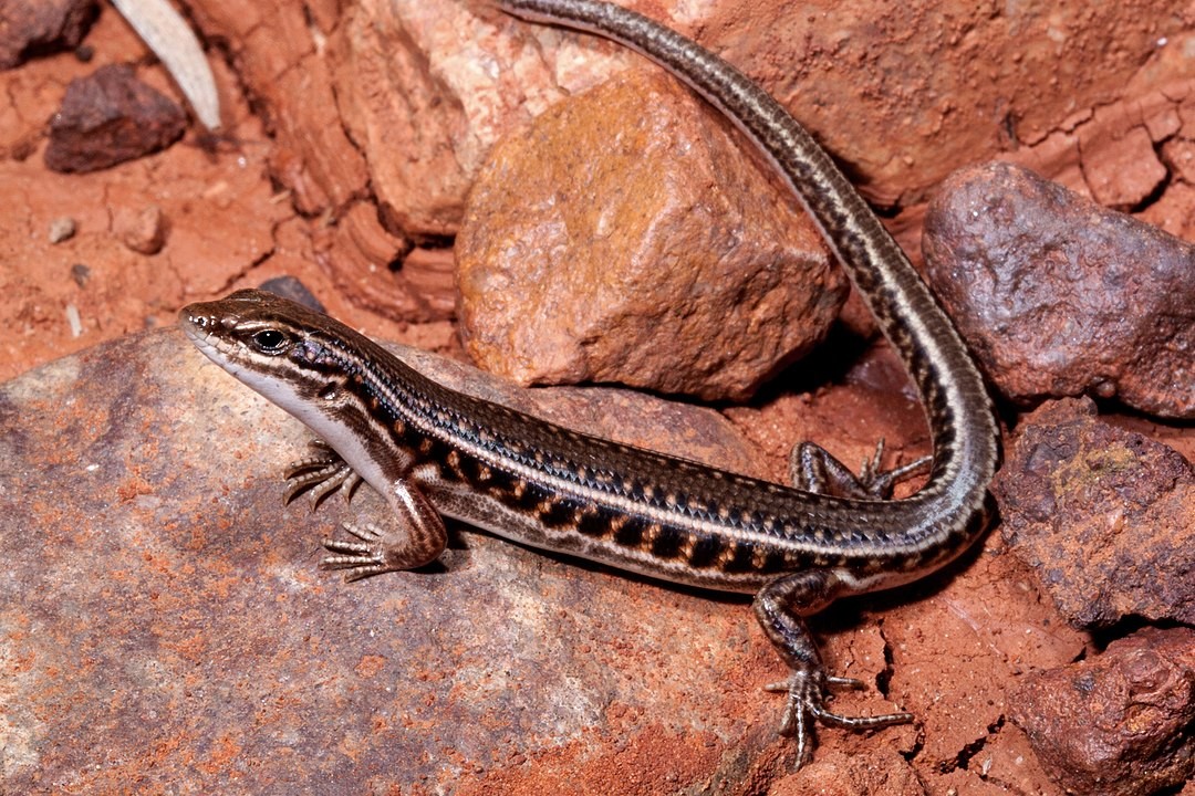 Eastern barred wedge-snout ctenotus (Ctenotus strauchii)