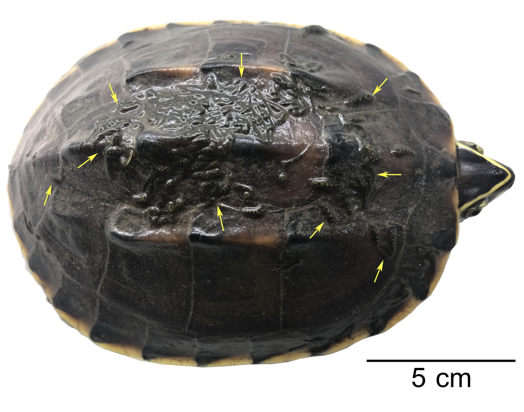 Mekong snail-eating turtle (Malayemys subtrijuga)