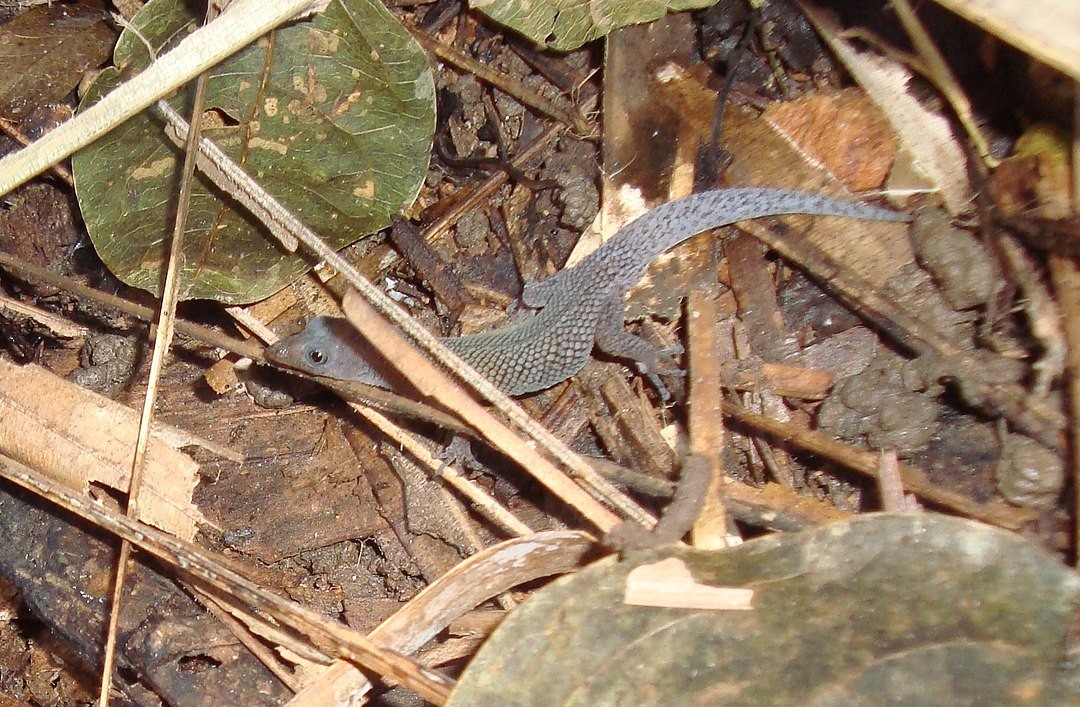 Sphaerodactylus sputator (Sphaerodactylus sputator)