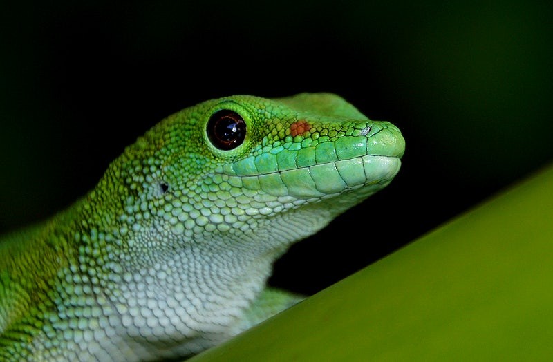 Anolis coelestinus coelestinus (Anolis coelestinus coelestinus)