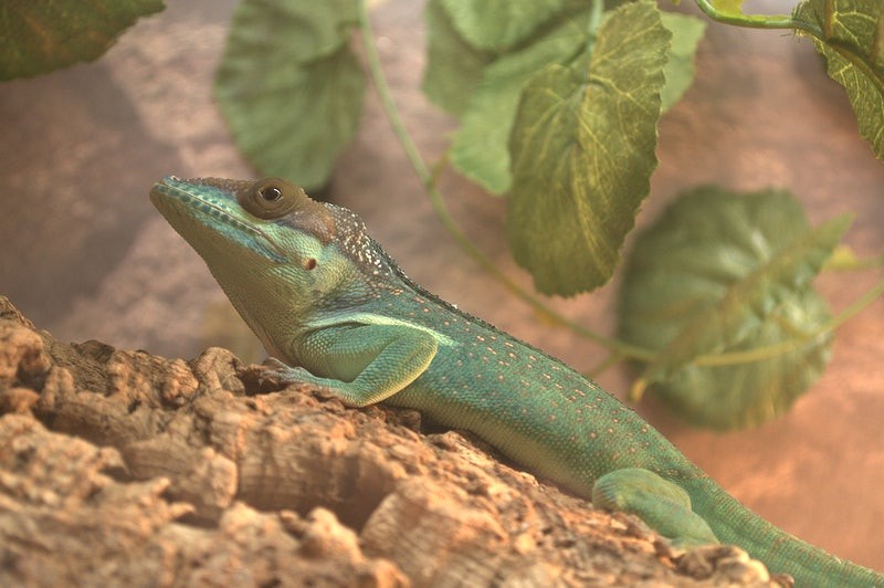 Anolis coelestinus pecuarius (Anolis coelestinus pecuarius)