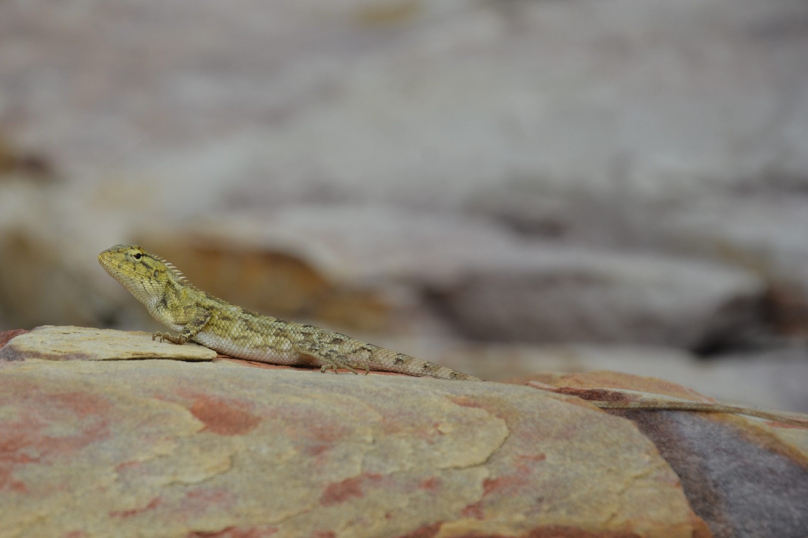 Shreve's anole (Anolis shrevei)