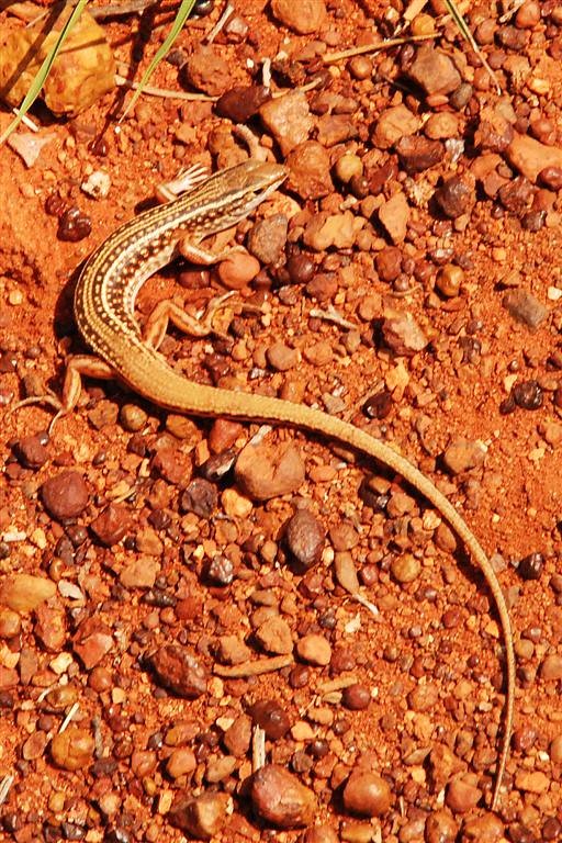 Barred wedge-snout ctenotus (Ctenotus schomburgkii)