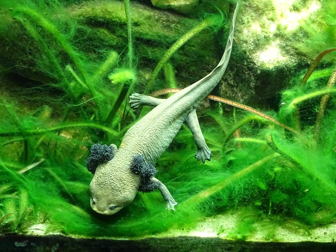 Lake pátzcuaro salamander (Ambystoma dumerilii)