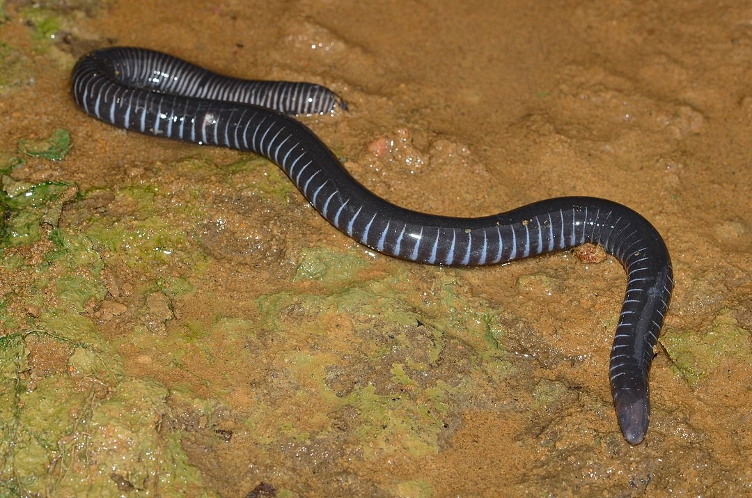 Gaboon caecilian (Geotrypetes seraphini)