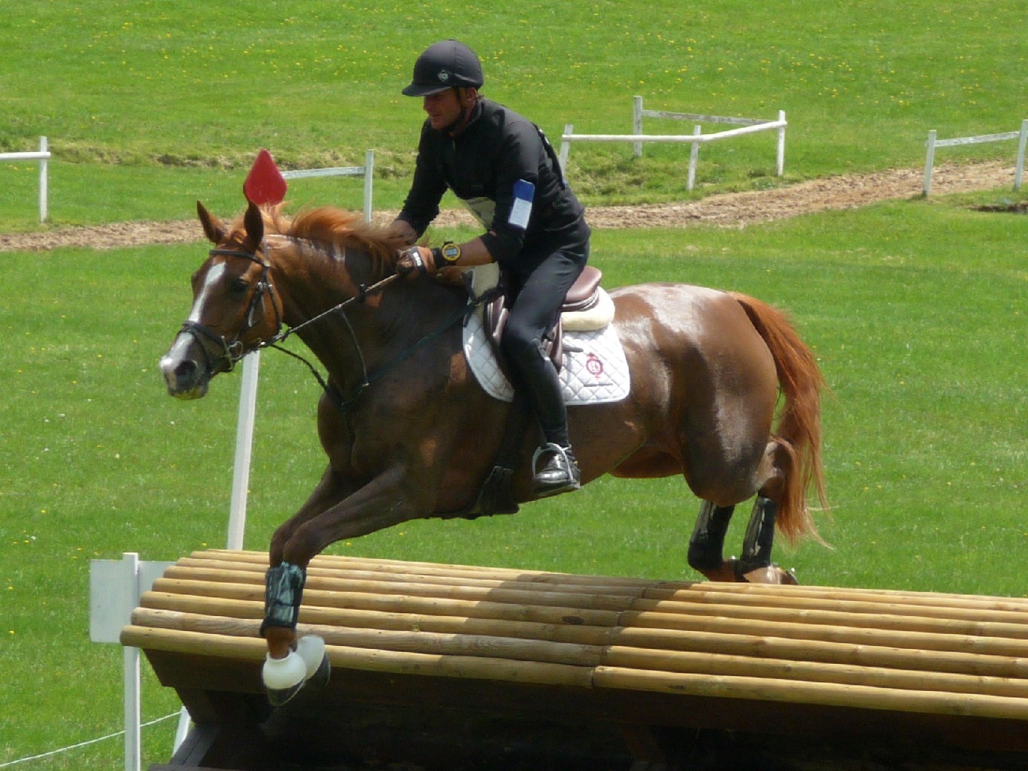 Anglo-Arabian (Anglo-Arabian)