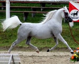Arabian Horse (Arabian Horse)