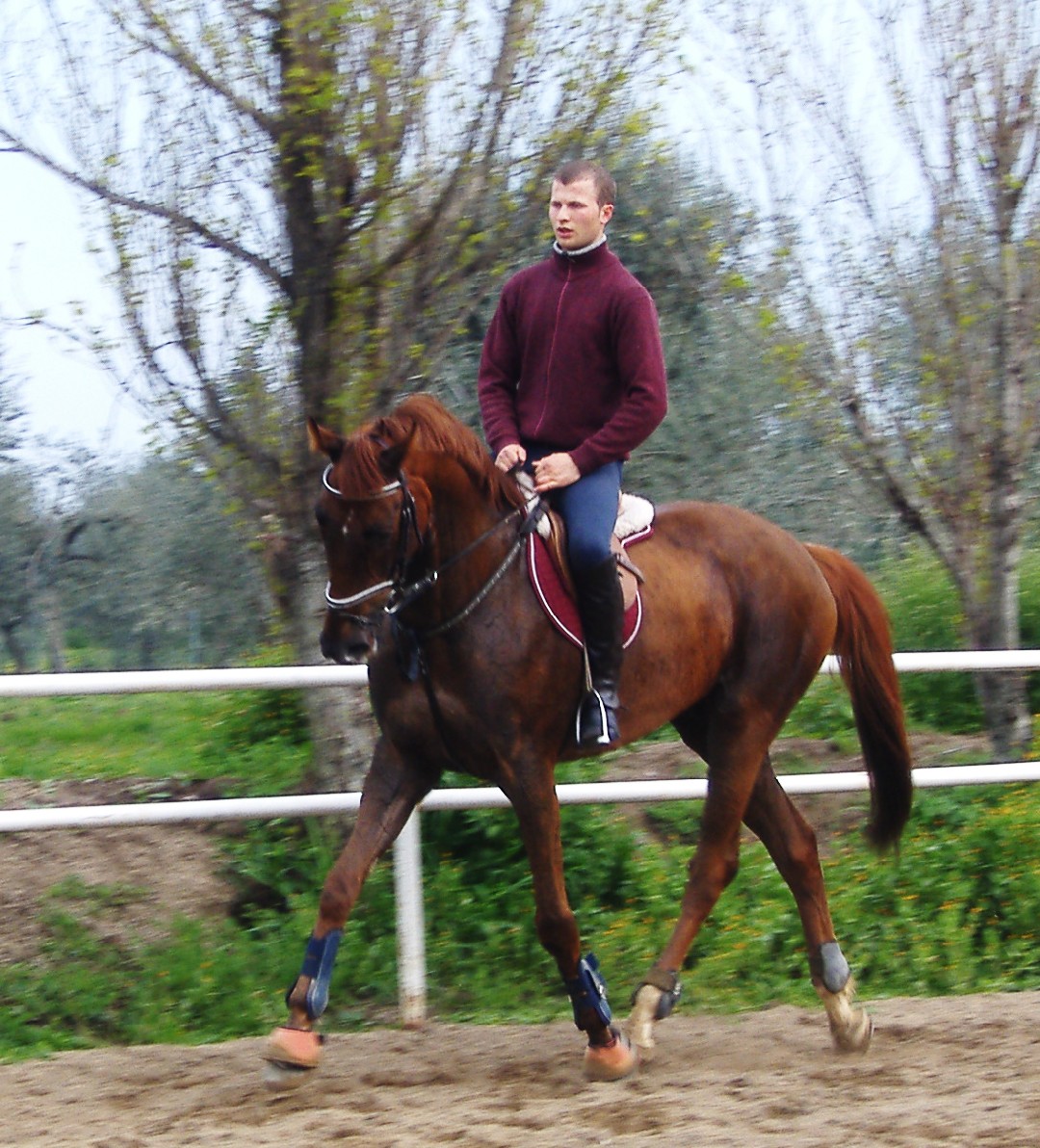 Sardinian Anglo-Arab (Sardinian Anglo-Arab)