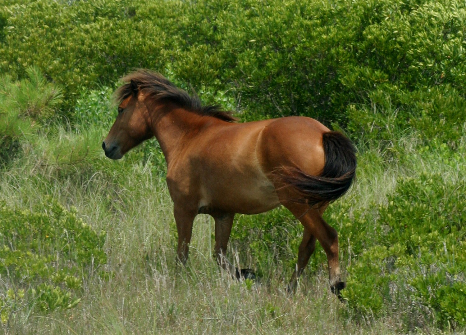 Chincoteague Pony (Chincoteague Pony)