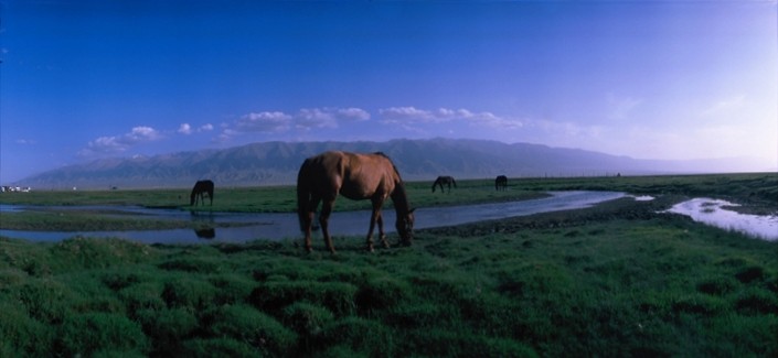 Balikun Horse (Balikun Horse)
