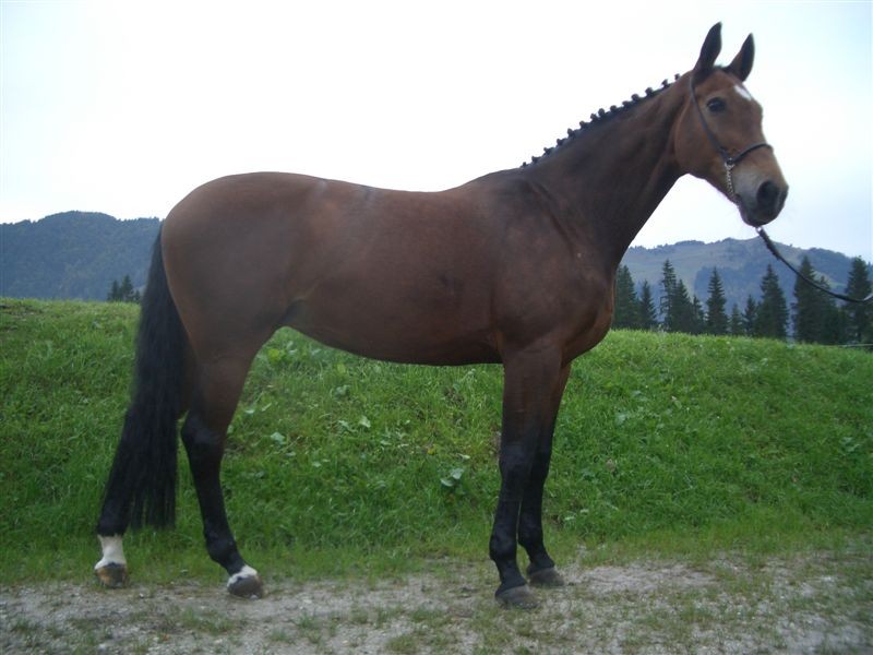 Bavarian Warmblood (Bavarian Warmblood)