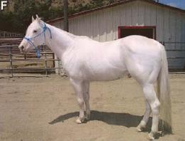 Camarillo White Horse (Camarillo White Horse)