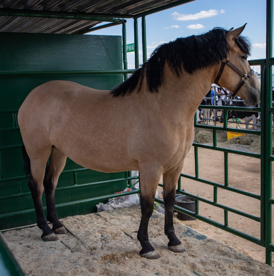 Byelorussian Harness Horse (Byelorussian Harness Horse)