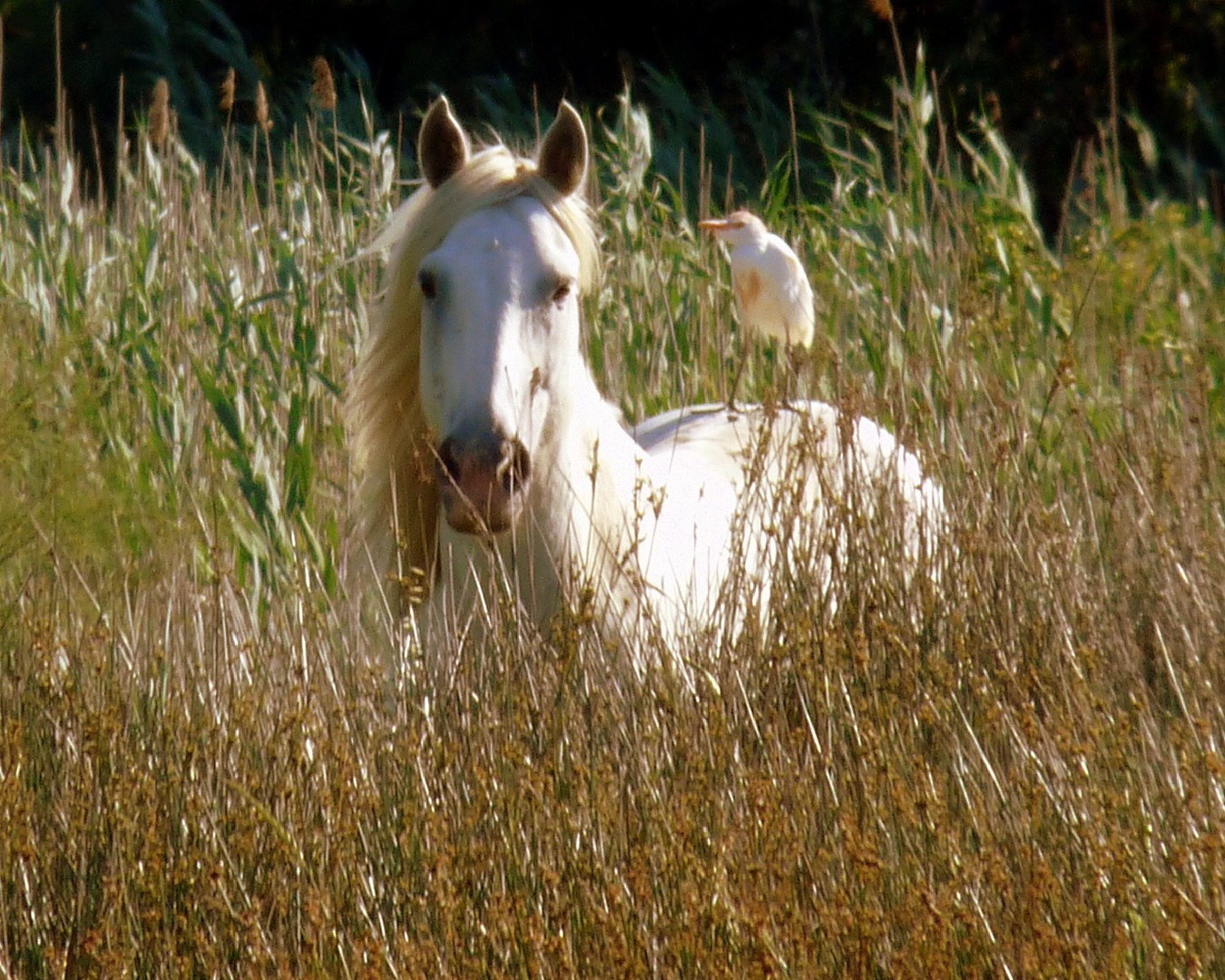 Camargue Horse (Camargue Horse)