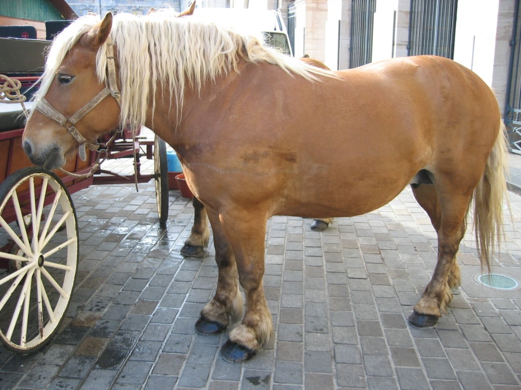 Comtois Horse (Comtois Horse)