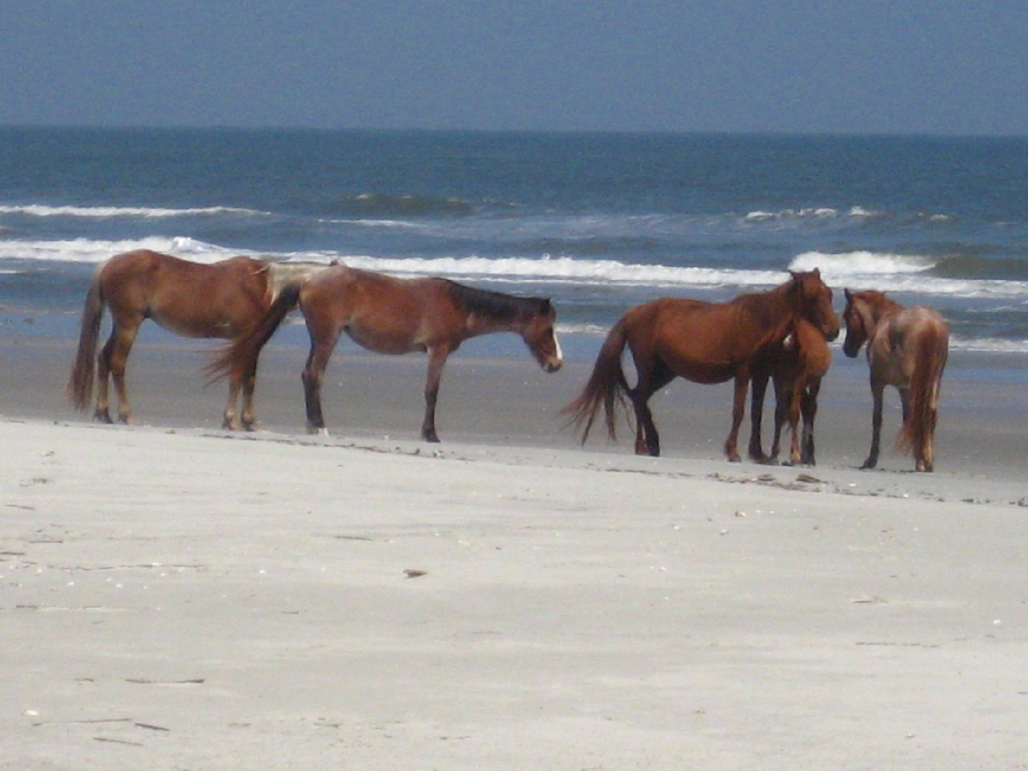 Cumberland Island Horse (Cumberland Island Horse)