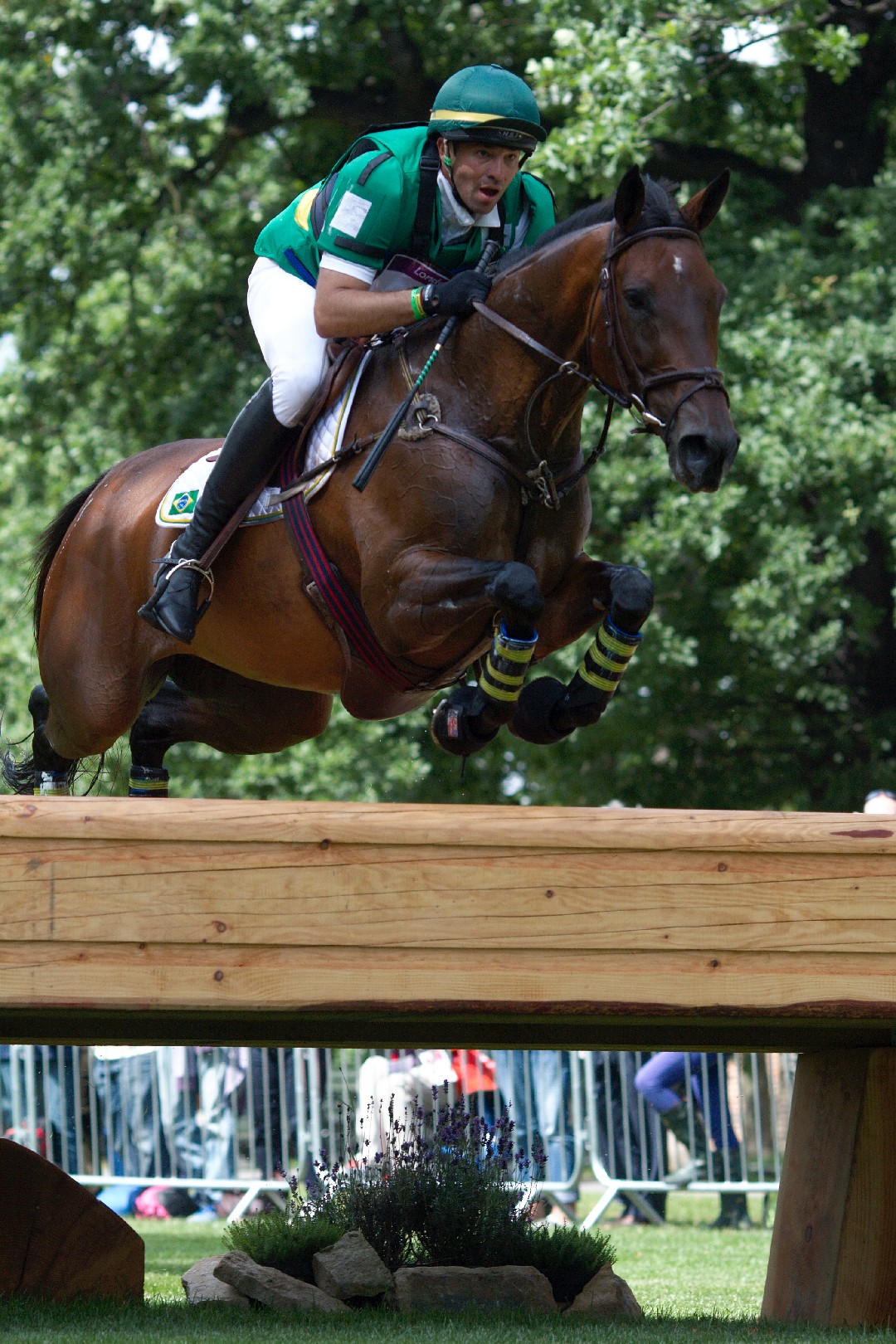 Brazilian Sport Horse (Brazilian Sport Horse)