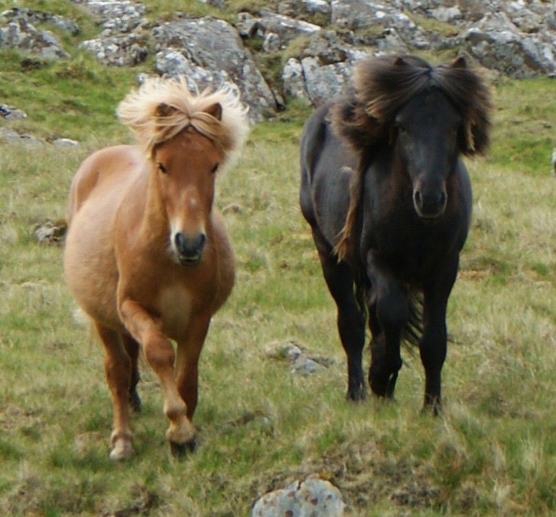 Faroe Pony (Faroe Pony)