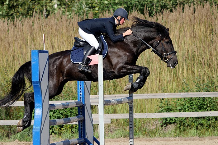 FinnHorse (FinnHorse)