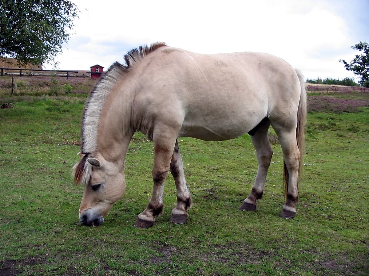 Fjord Horse (Fjord Horse)