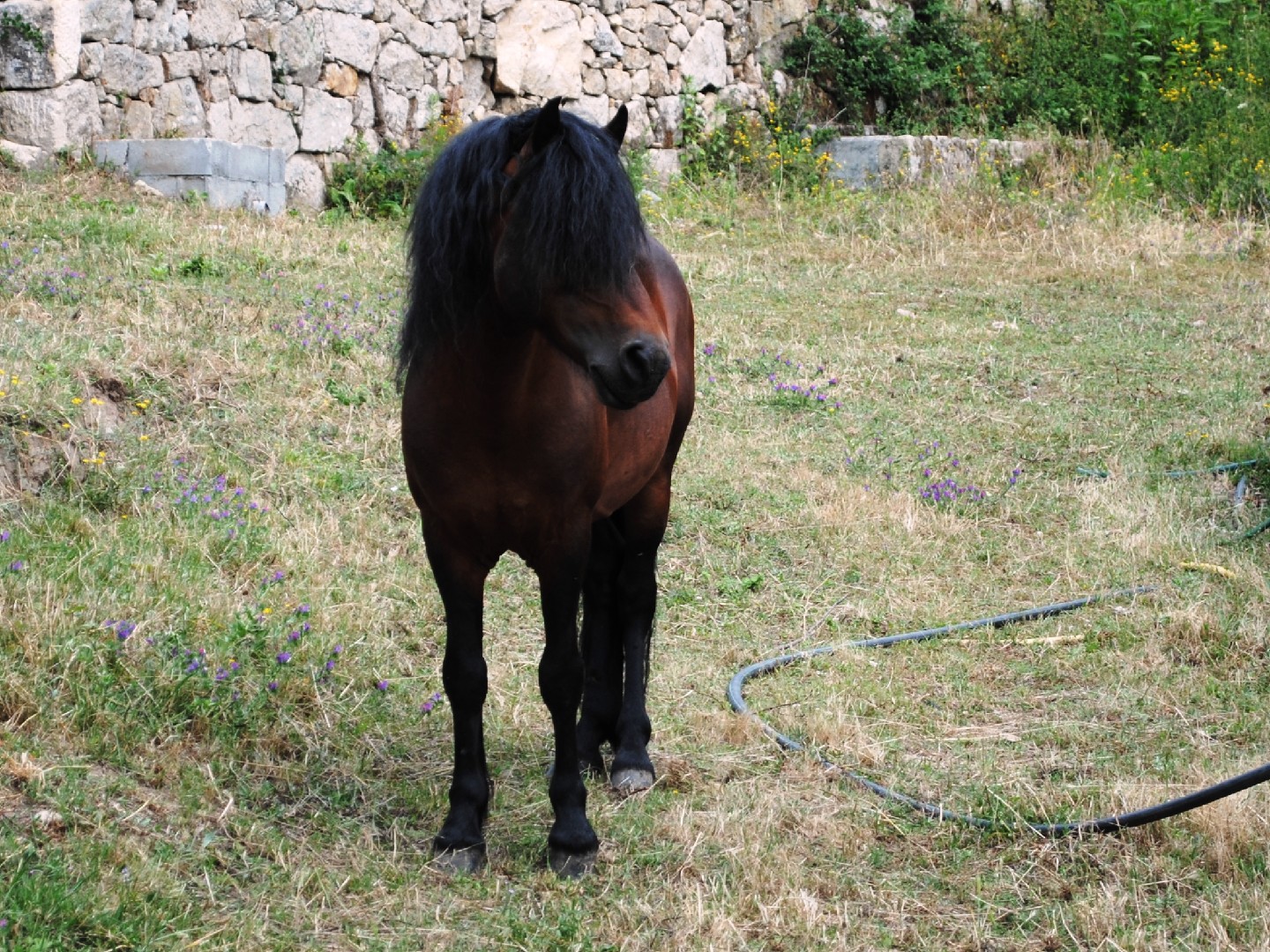 Galician Pony (Galician Pony)