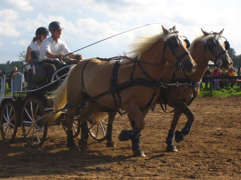 Haflinger (Haflinger)