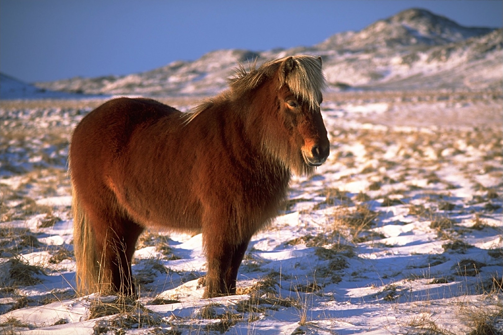 Icelandic Horse (Icelandic Horse)