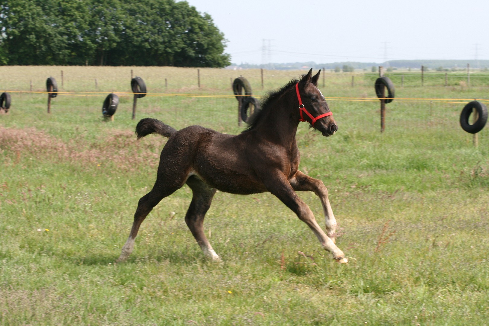 Groningen Horse (Groningen Horse)