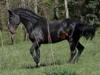 Kabarda Horse (Kabarda Horse)