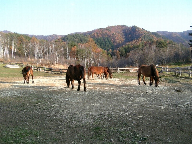 Kiso Horse (Kiso Horse)