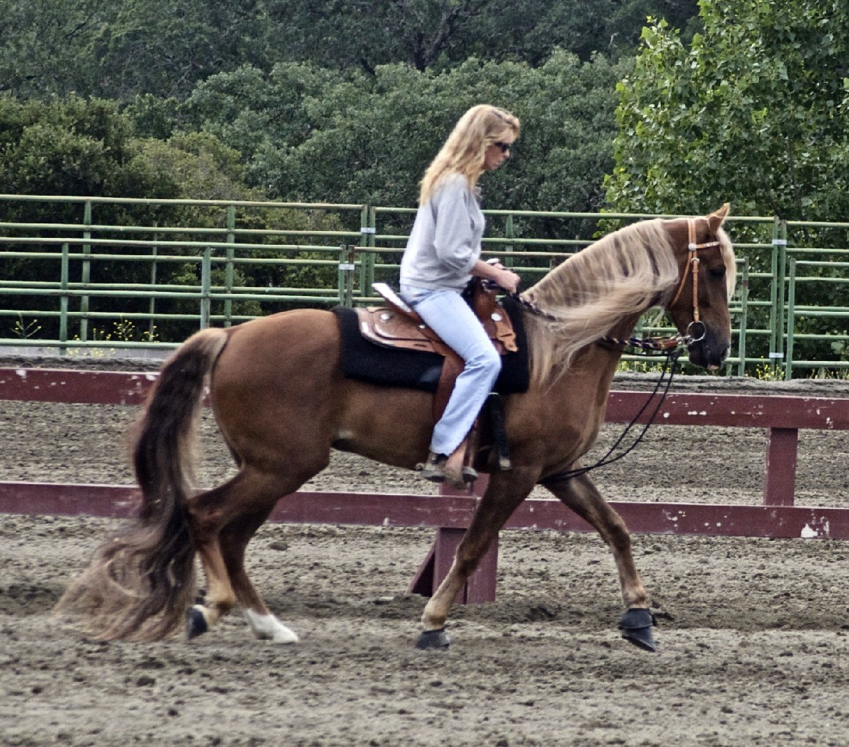 Kentucky Mountain Saddle Horse (Kentucky Mountain Saddle Horse)