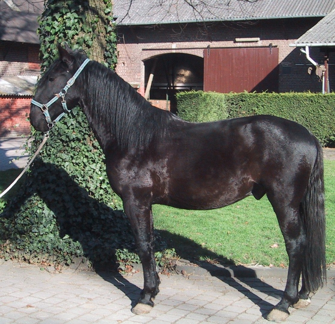 Kladruber (Kladruber)