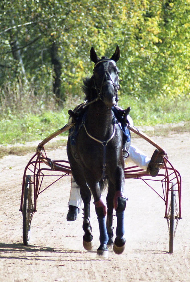 Russian Trotter (Russian Trotter)