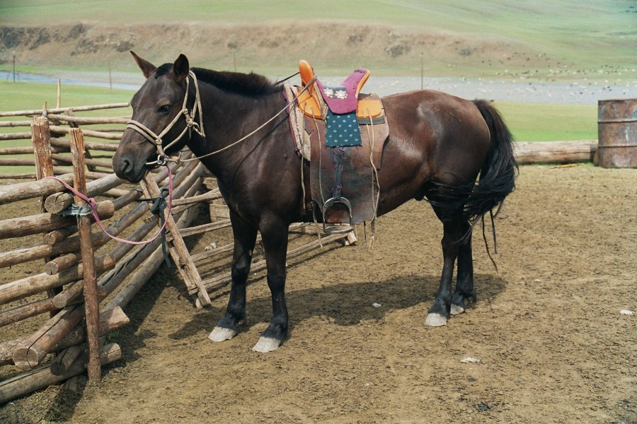 Mongolian Horse (Mongolian Horse)