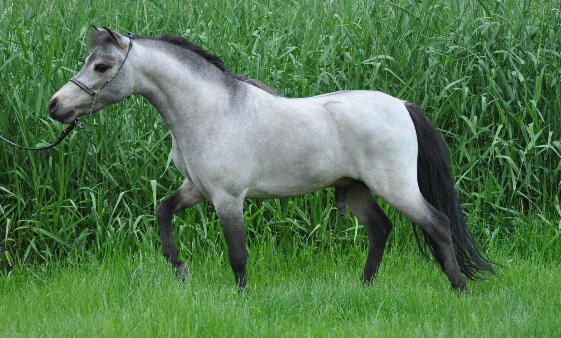 Miniature Horse (Miniature Horse)