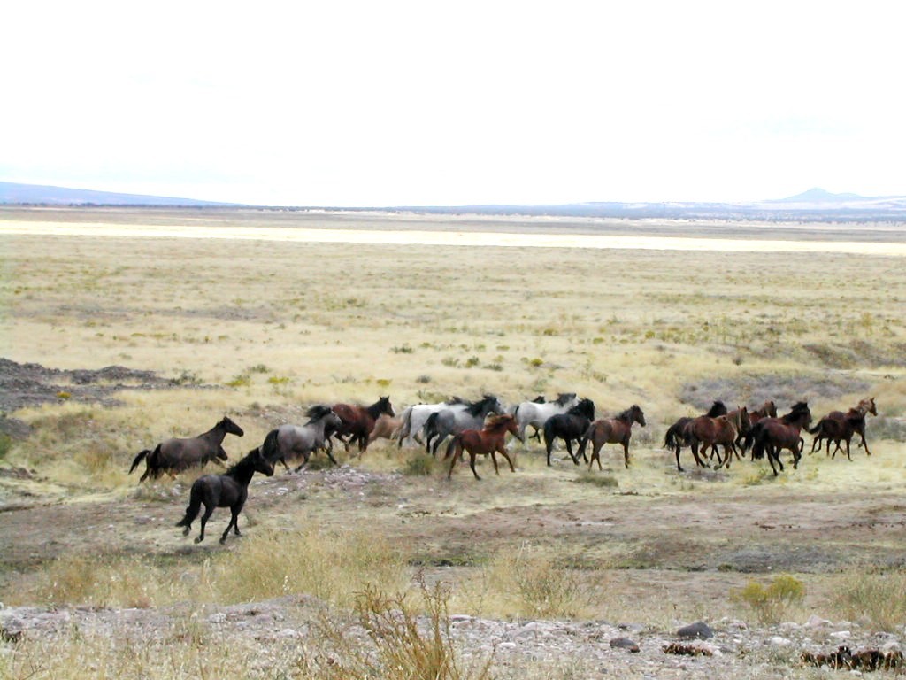 Mustang (Mustang)