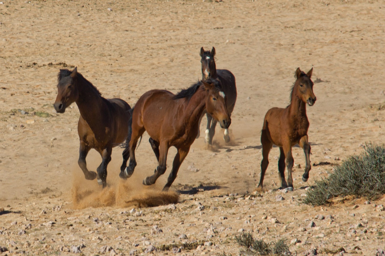 Namib Desert Horse (Namib Desert Horse)