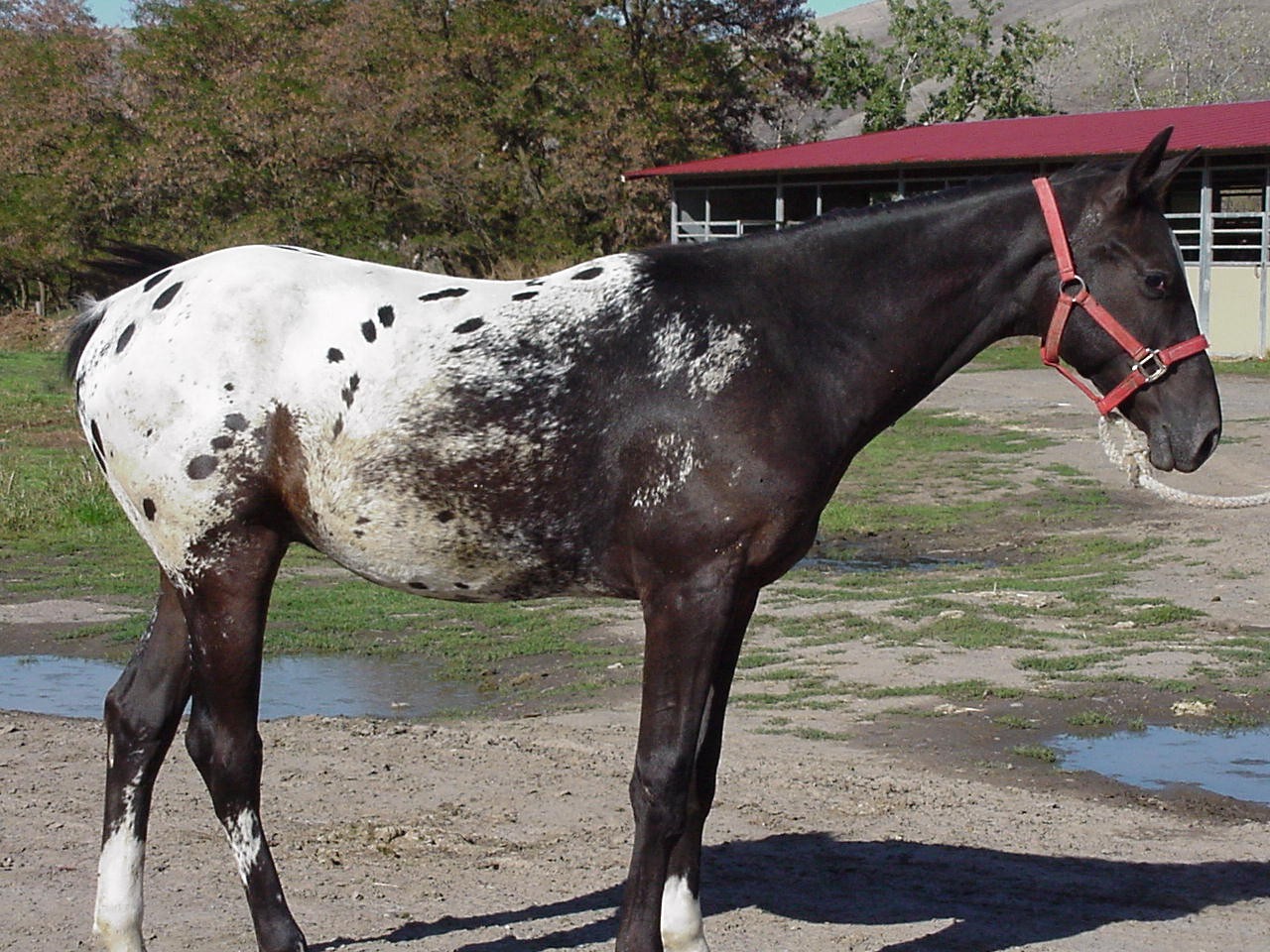 Nez Perce Horse (Nez Perce Horse)
