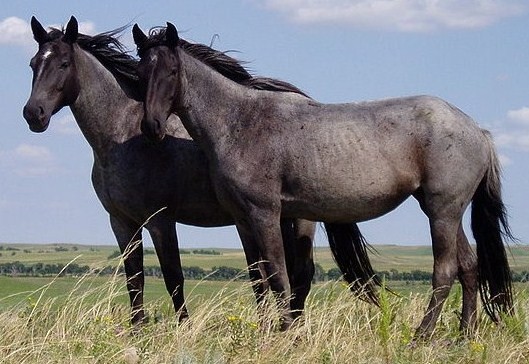 Nokota Horse (Nokota Horse)