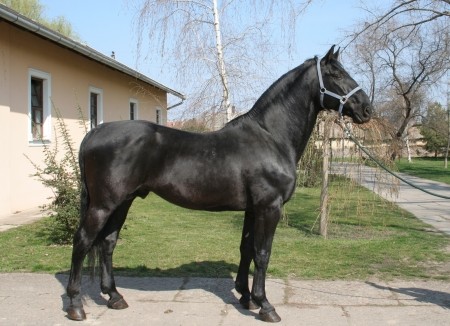 Nonius Horse (Nonius Horse)