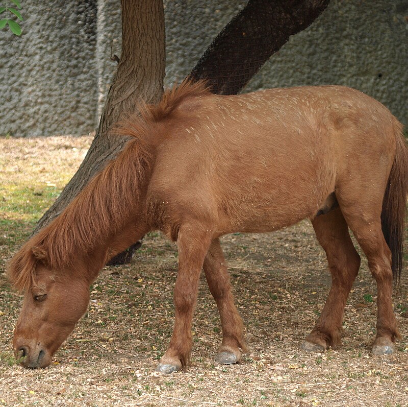 Noma Horse (Noma Horse)