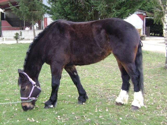 Norman Cob (Norman Cob)