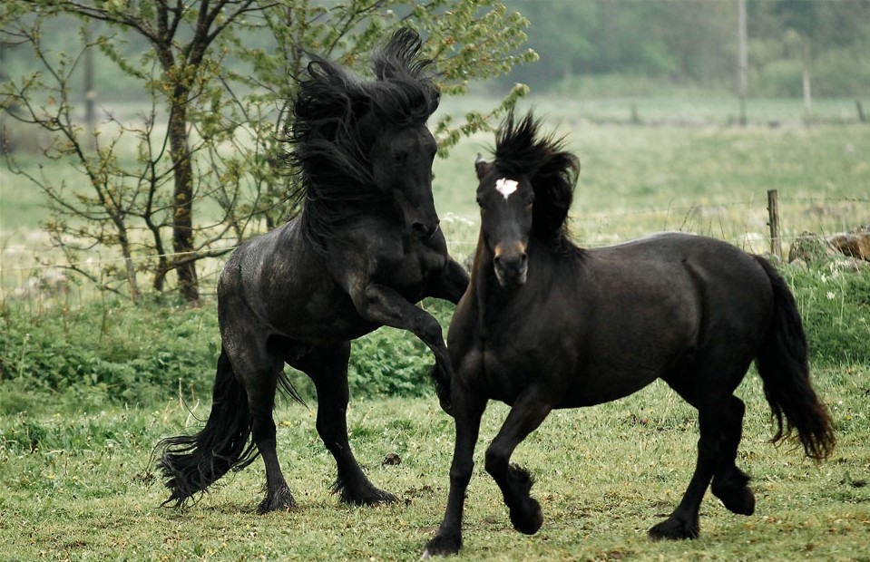 North Swedish Horse (North Swedish Horse)
