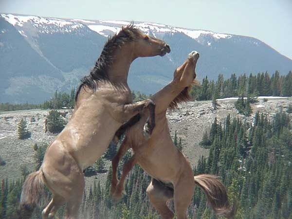 Pryor Mountain Mustang (Pryor Mountain Mustang)