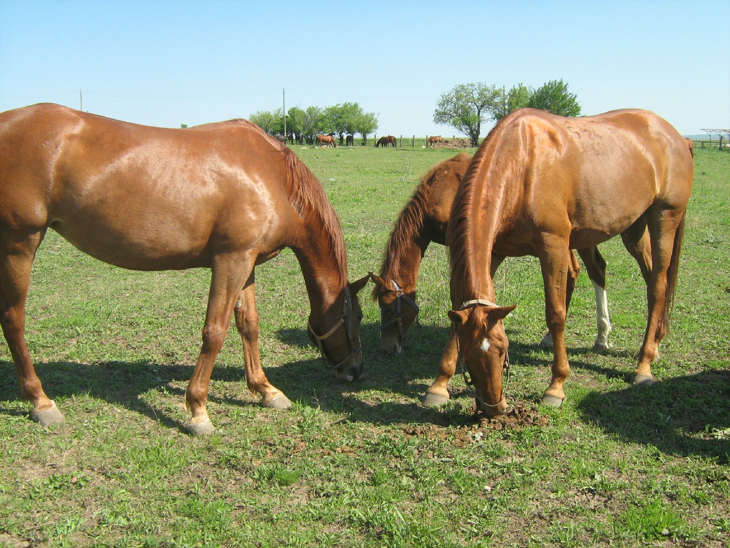 Pleven Horse (Pleven Horse)