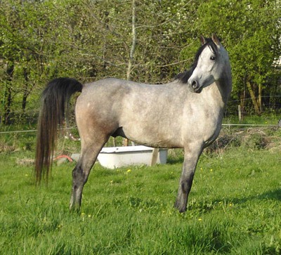 Shagya Arabian (Shagya Arabian)