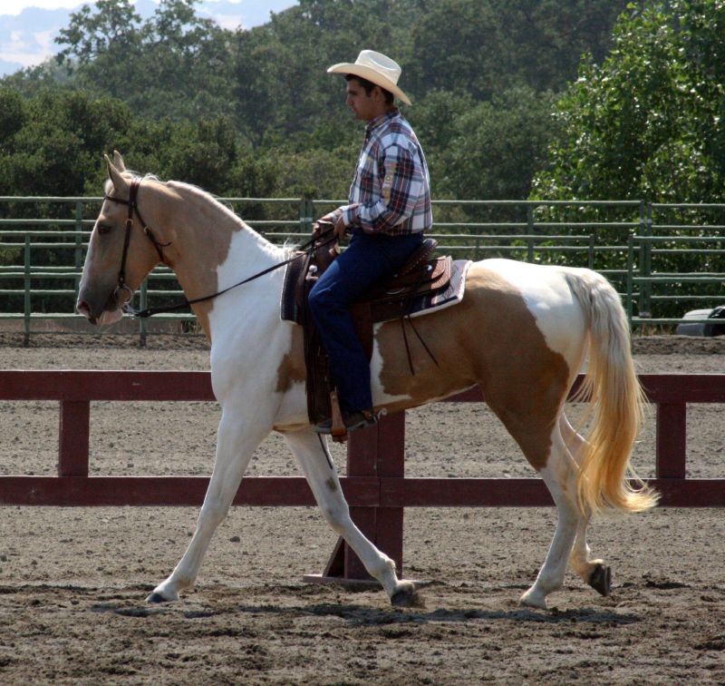 Spotted Saddle Horse (Spotted Saddle Horse)