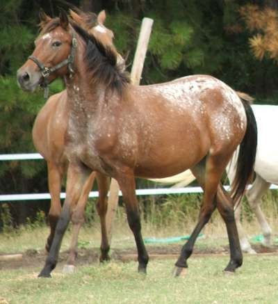 Spanish Jennet Horse (Spanish Jennet Horse)